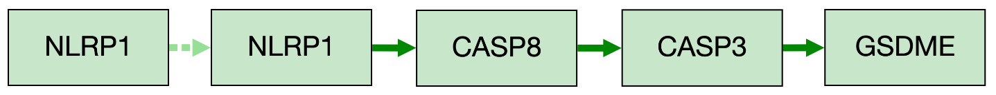 Activation of GSDME--mediated pyroptosis by NLRP1 in absence of GSDMD